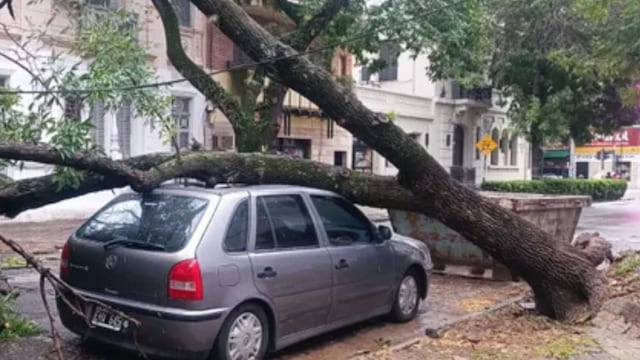 La fuerte tormenta del domingo a la noche dejó decenas de árboles caídos.