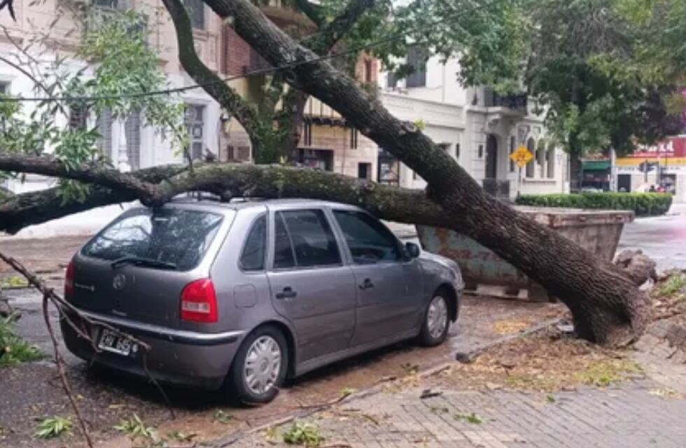 Fuerte tormenta en Rosario: imágenes de una noche con árboles caídos y autos aplastados