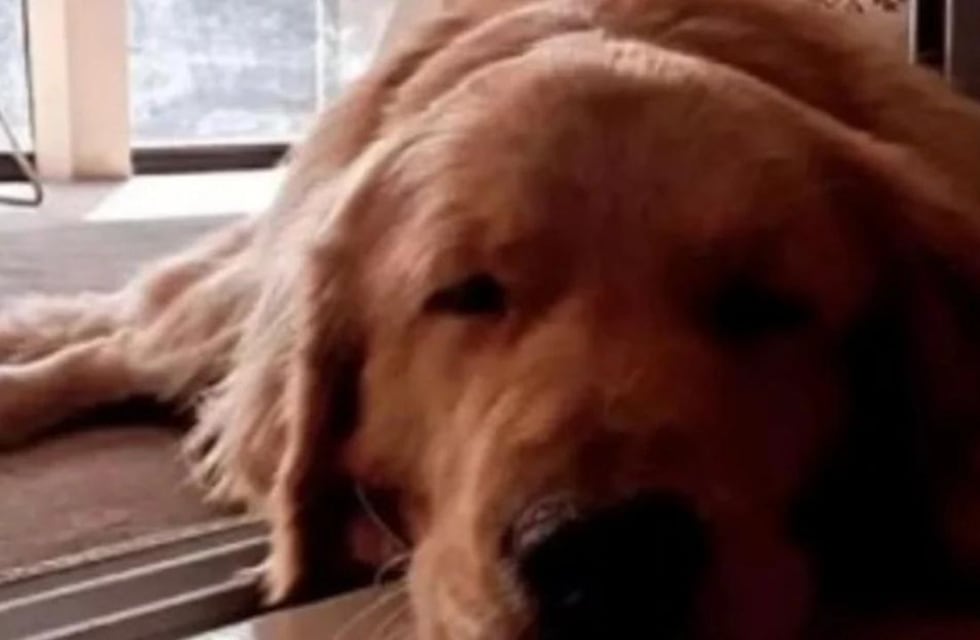 La Plata: hallaron 15 perros muertos y denuncian envenenamiento masivo