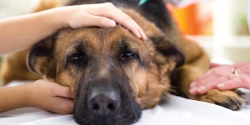 Piden el regreso de la eutanasia para perros en El Calafate.