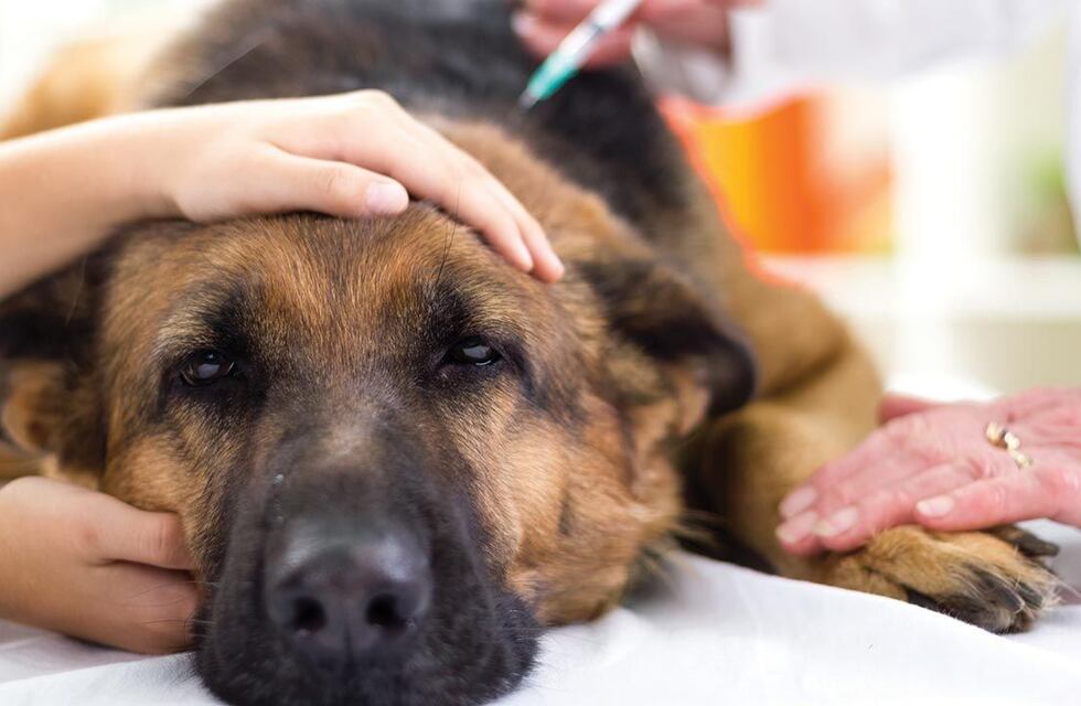 Concejales del oficialismo piden el regreso de la eutanasia para perros en El Calafate