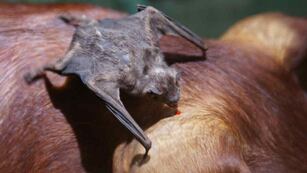 Activaron el protocolo de actuación ante la detección de un caso de rabia