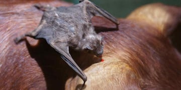 Activaron el protocolo de actuación ante la detección de un caso de rabia