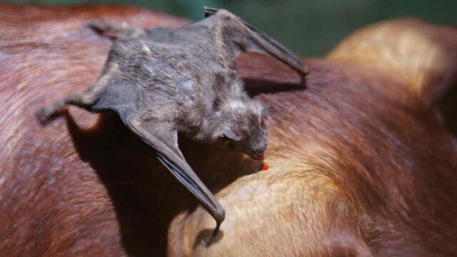 Activaron el protocolo de actuación ante la detección de un caso de rabia