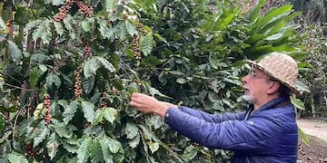 Productores, investigadores y empresarios avanzan en un proyecto que podría abastecer hasta el 30% del consumo nacional.