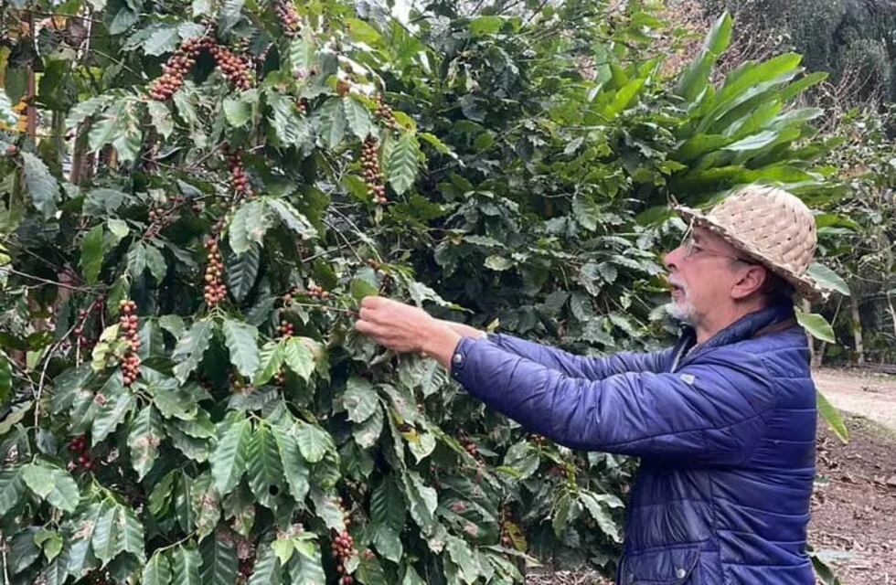 Tucumán apuesta al café: programa provincial para impulsar el cultivo