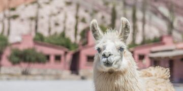 La llama que revolucionó las redes.