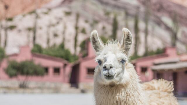 La llama que revolucionó las redes.