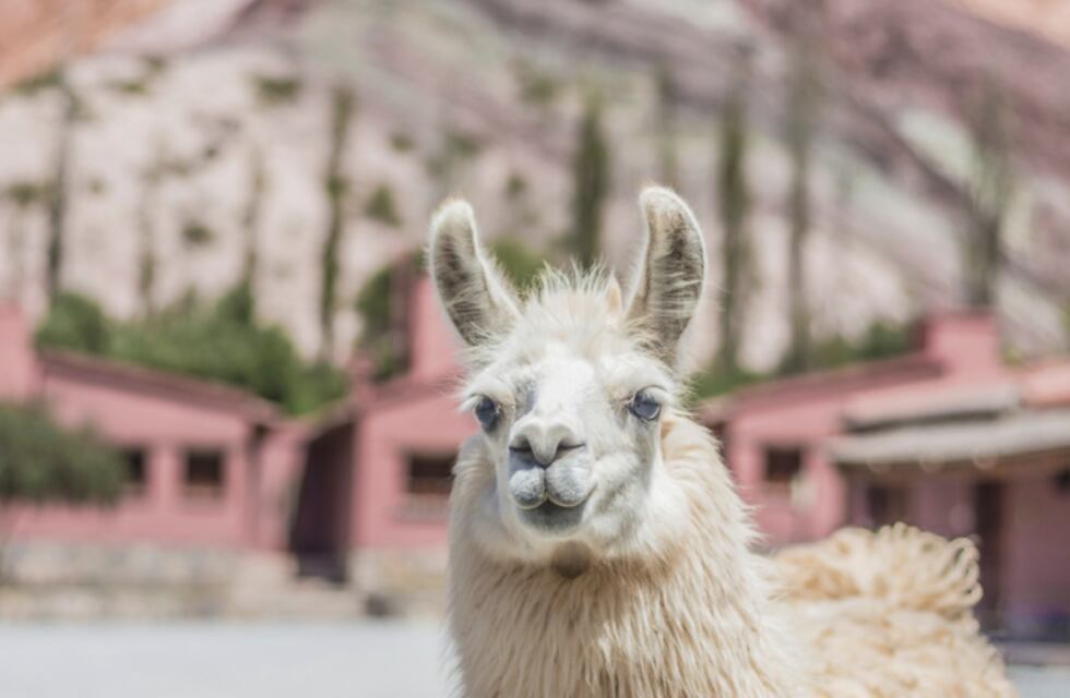 La llama repartidora: se viralizó una ingeniosa formar de llevar el comercio a Salta con animales