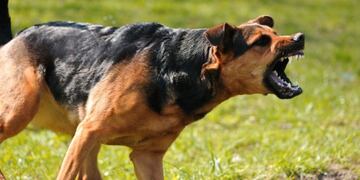 Un perro de una familia atacó a un censista y lo mandó al hospital. Imagen ilustrativa.