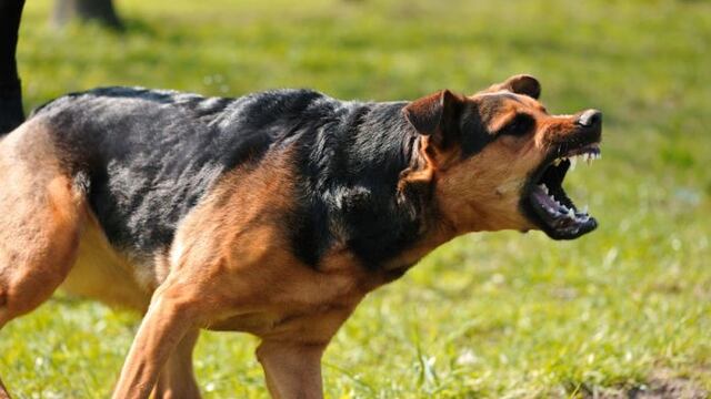 Un perro de una familia atacó a un censista y lo mandó al hospital. Imagen ilustrativa.