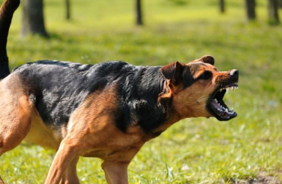 Un censista sanjuanino fue mordido por un perro y otros tres sufrieron el robo de su celular