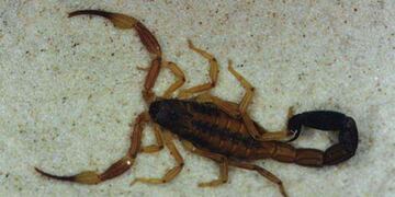El alacrán Tityus Trivittatus es el más peligroso (La Voz).