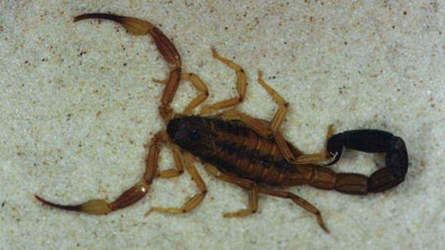 El alacrán Tityus Trivittatus es el más peligroso (La Voz).