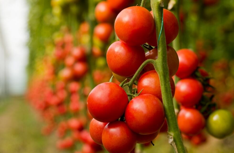 10 tips para una correcta fertilización de tomates