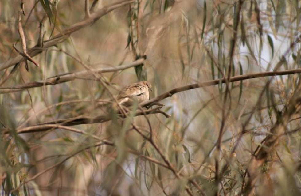 ¿Sabían que solo una de cada 10 aves capturadas sobrevive hasta llegar al punto de venta?