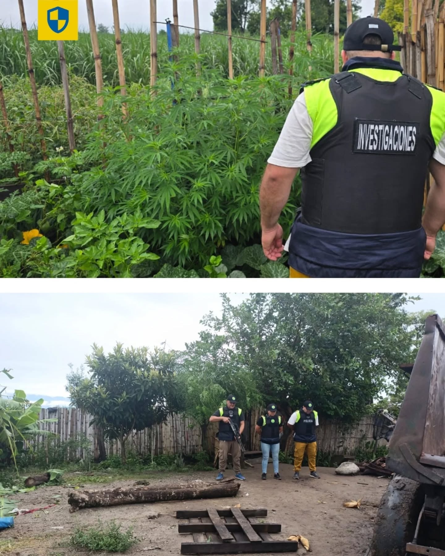 En los domicilios también se secuestraron plantas de marihuana, que quedaron a disposición de la Fiscalía especializada en narcomenudeo por actuaciones paralelas. (Foto Ministerio de Seguridad Tucumán)