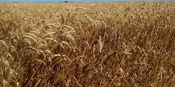 Avanzan en Tandil con el desarrollo de tecnología para el manejo de pulverizaciones