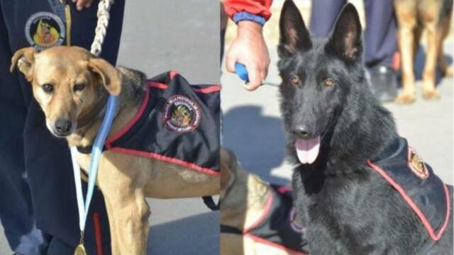 Superhuesos y Tor, los dos perros de la División Canes (Vía Córdoba).