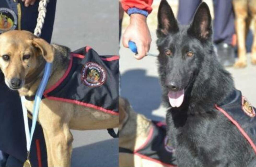 Búsqueda de Guadalupe: la División de Canes Córdoba se suma al procedimiento