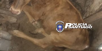 Recuperaron cinco terneros que habían sido robados