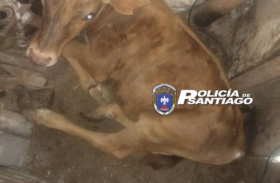 Recuperaron cinco terneros que habían sido robados