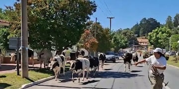 El video con las 23 vacas sueltas corriendo por la calle en Córdoba.