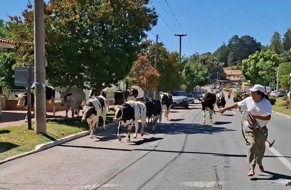 Por qué quedaron más de 20 vacas sueltas corriendo por la calle en Córdoba