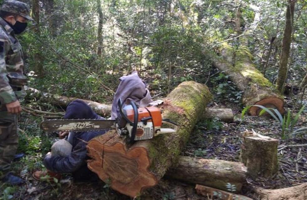 Interceptaron apeo ilegal de madera nativa en 9 de Julio