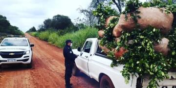Frustran robo de hoja verde en Campo Viera.