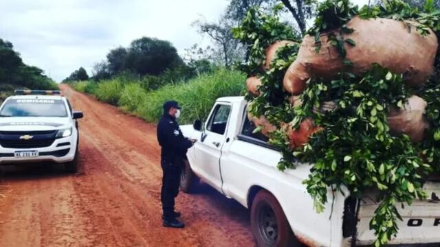 Frustran robo de hoja verde en Campo Viera.