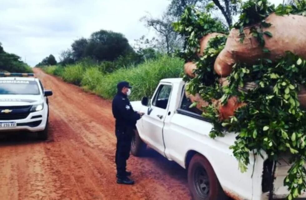 Frustran robo de hoja verde en Campo Viera