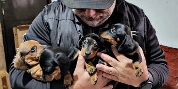 Buscan detener el negocio de los criaderos ilegales