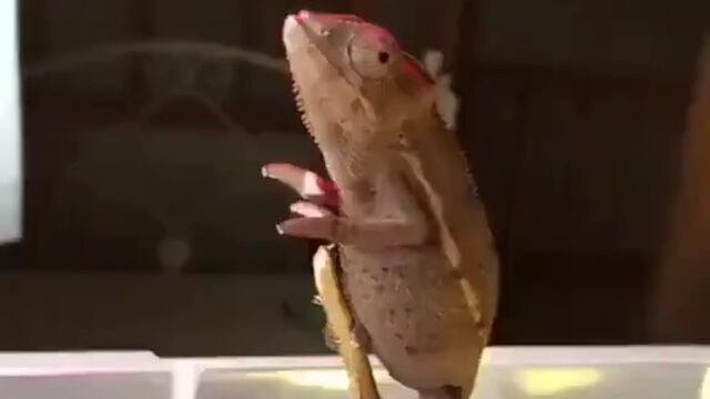 El video del camaleón es furor en Twitter, donde es relacionado con diferentes situaciones cotidianas.