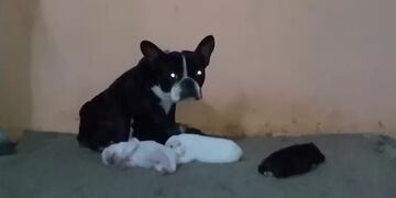 Algunos de los perros rescatados del criadero en Rosario.