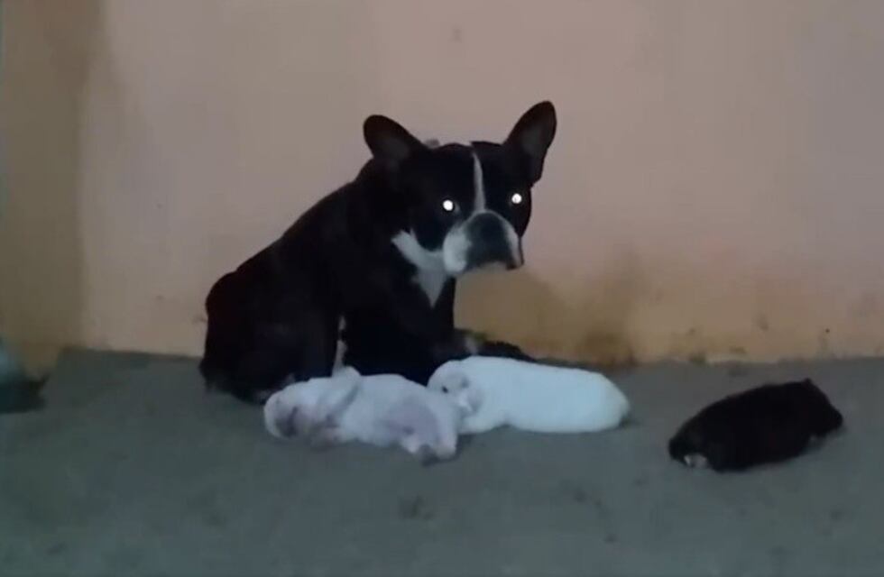 La Municipalidad de Rosario rescató  18 cachorros de un criadero clandestino que pedía $65.000 por cada uno
