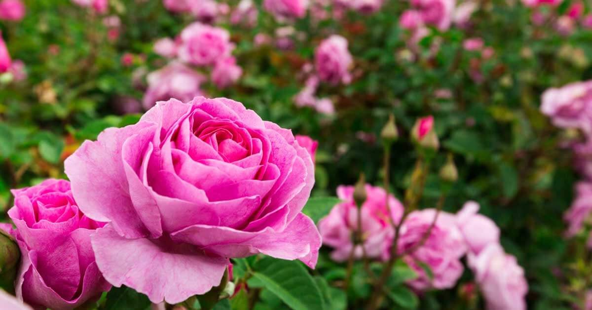 Cómo podar las rosas para que florezcan en primavera