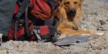 Perro de “Oro”: ayudó a su dueño a salir de un ACV y subió cuatro veces el Aconcagua