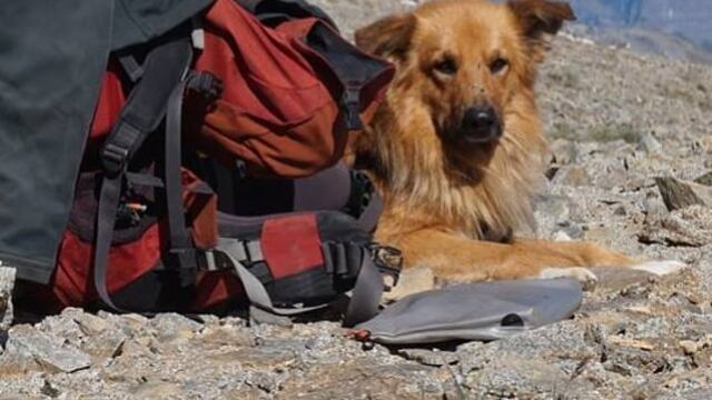 Perro de “Oro”: ayudó a su dueño a salir de un ACV y subió cuatro veces el Aconcagua