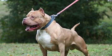La mujer había rescatado al perro pitbull que la mordió gravemente.