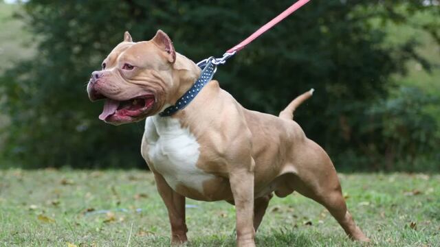 La mujer había rescatado al perro pitbull que la mordió gravemente.