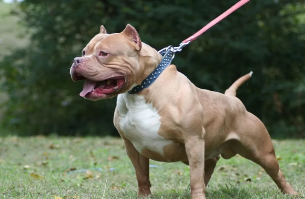 Otro ataque de un perro pitbull Córdoba: una niña fue mordida en la cara