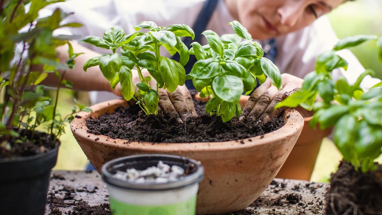 Qué productos caseros no se deben usar en las plantas y por qué