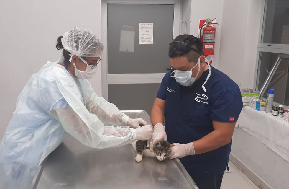 El Hospital de Salud Animal vuelve a los turnos presenciales a partir de este viernes