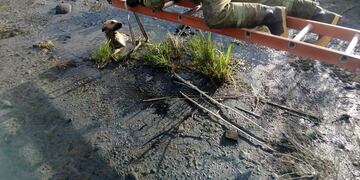 Bomberos de Basavilbaso rescatan un perro de un depósito de brea