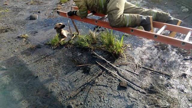 Bomberos de Basavilbaso rescatan un perro de un depósito de brea