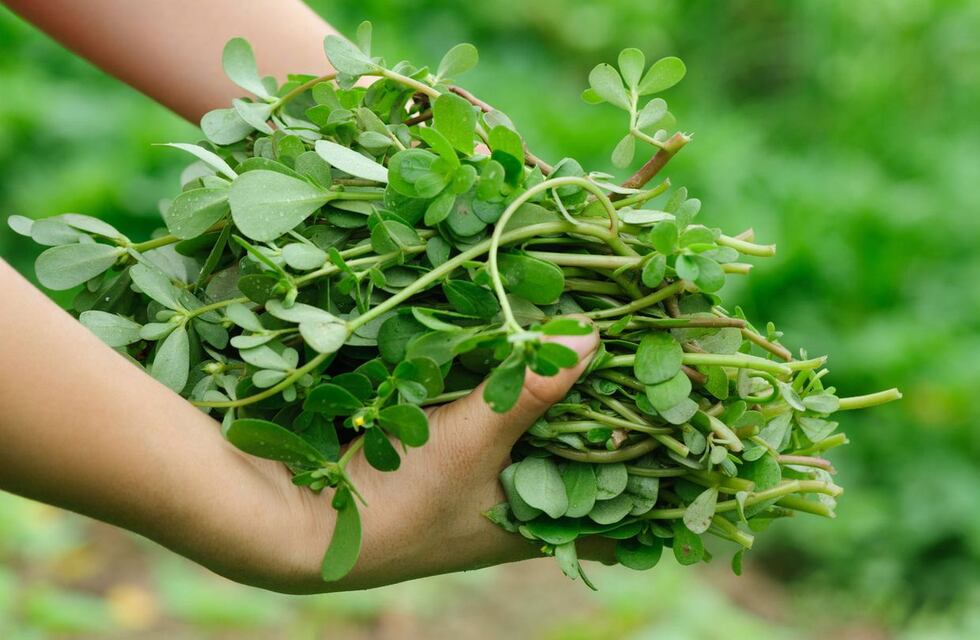 Se descubrió que la maleza común es clave para los cultivos tolerantes a la sequía