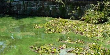 Programa de mitigación del lago San Roque: Se colocaron camalotes.