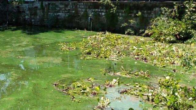 Programa de mitigación del lago San Roque: Se colocaron camalotes.