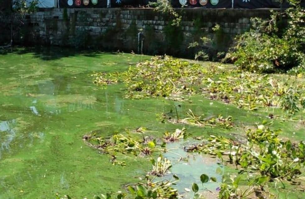 Carlos Paz continúa con el plan de mitigación: se colocaron camalotes en bahías del lago San Roque